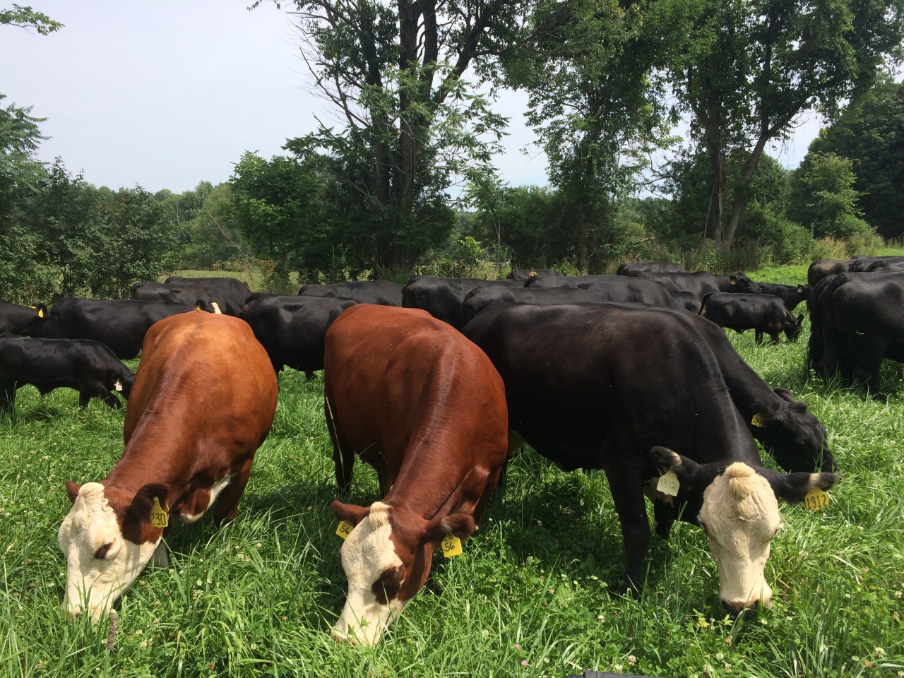 Beef Cows for Sale Marchaland Farms New York Photo Gallery