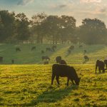 All-Natural Grass-Fed Freezer Beef