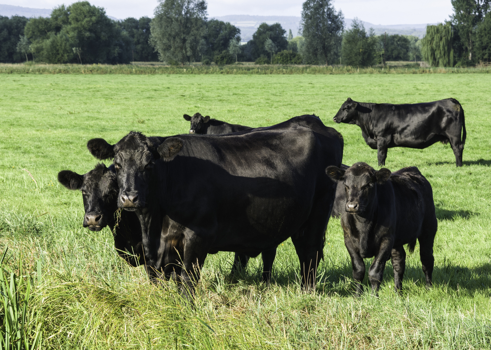 cattle-sales-marchaland-farms-new-york-cattle-sales