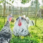 Farm Fresh Turkeys