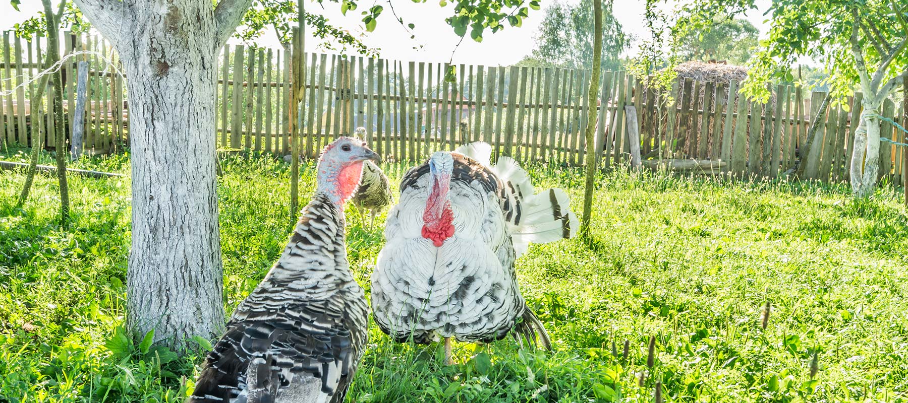 Farm Fresh Turkeys for Sale in New York Marchaland Farms